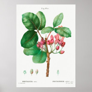 Poster Illustration de fleur vintage