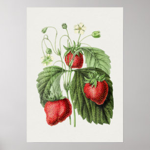 Poster Illustration de fraise vintage