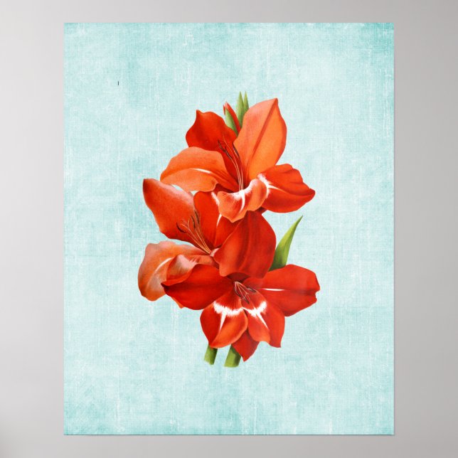 Poster Illustration de Gladiolus sur le Denim vieilli (Devant)