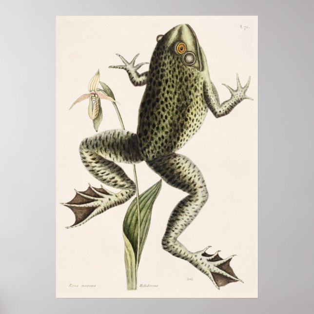 Poster Illustration de grenouille vintage (Devant)