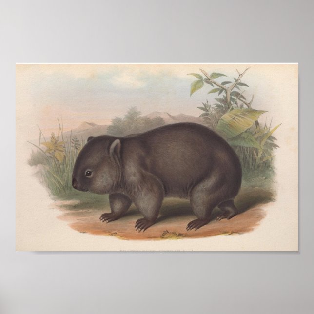 Poster Illustration de Koala vintage (Devant)