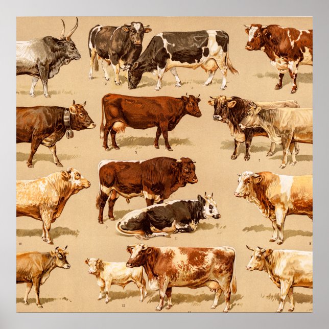 Poster Illustration de la ferme de vaches laitières vinta (Devant)