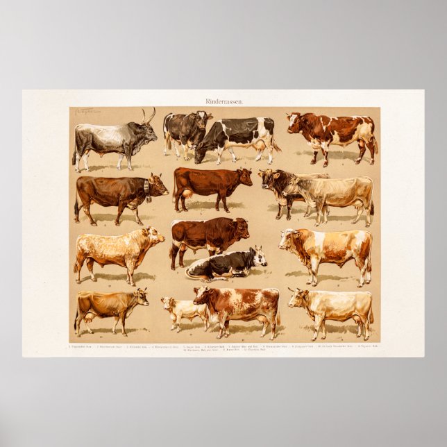 Poster Illustration de la ferme de vaches laitières vinta (Devant)