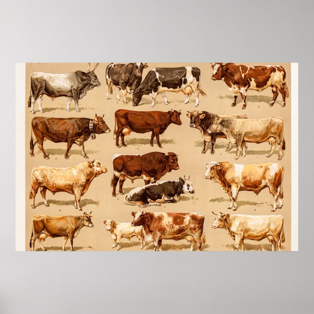 Poster Illustration de la ferme de vaches laitières vinta (Devant)