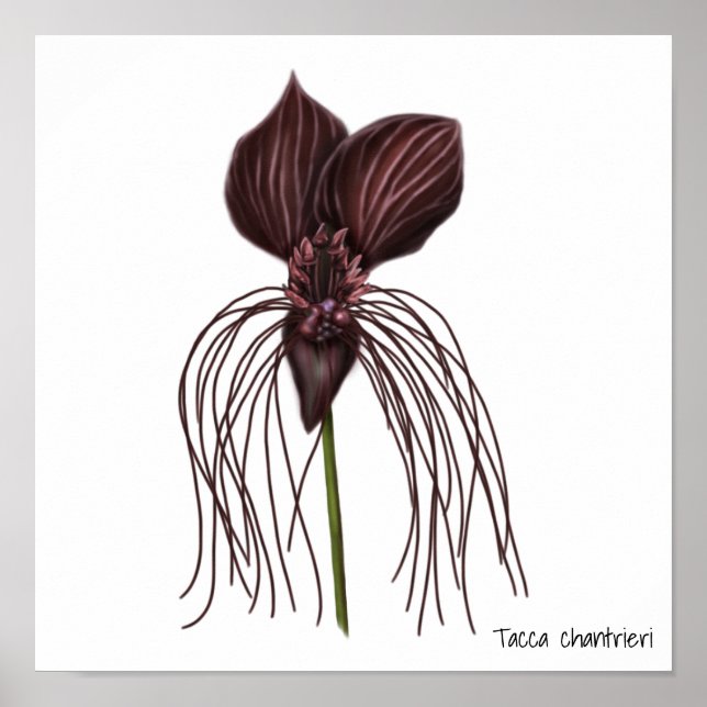 Poster Illustration de la fleur de chaume (Devant)