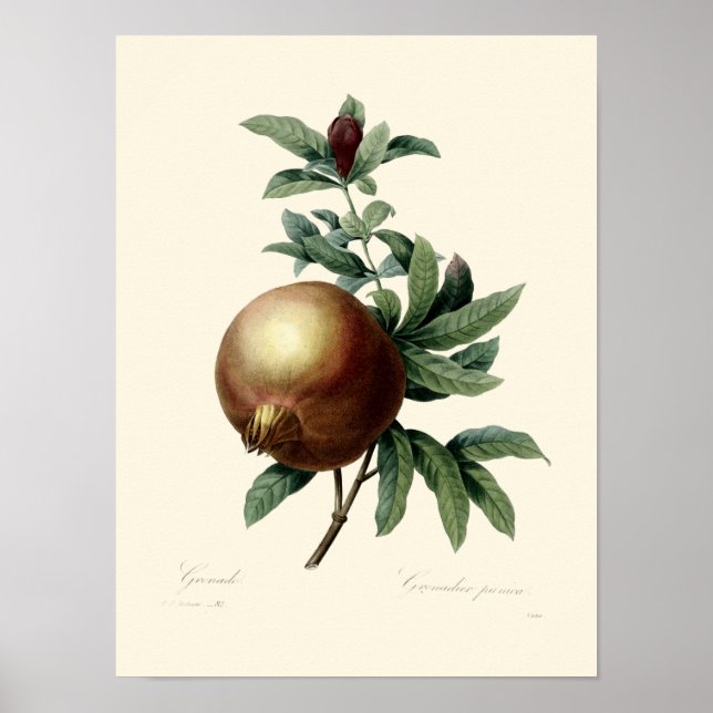 Poster Illustration de la grenade victorienne antique (Devant)