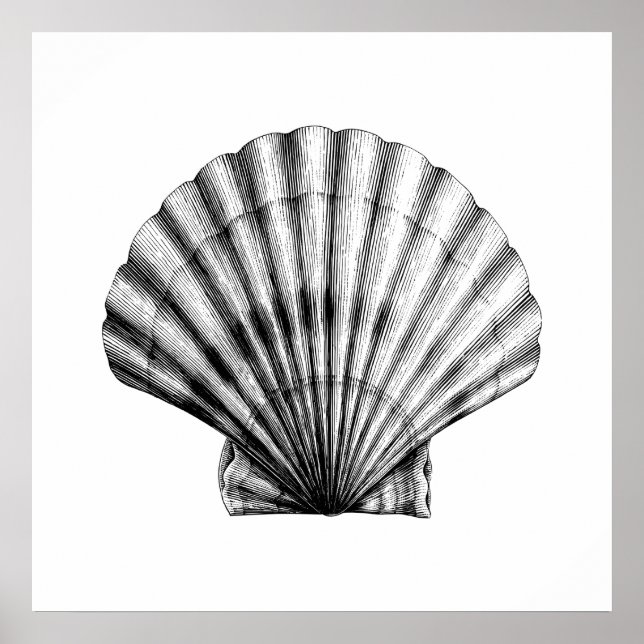 Poster Illustration de la moule de pèlerins de la mer Vin (Devant)
