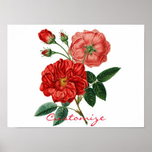 Poster Illustration de la Rose rouge Vintage Thunder_Cove