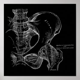 Poster Illustration de la science de l'anatomie Pelvis bl