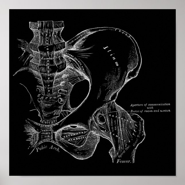 Poster Illustration de la science de l'anatomie Pelvis bl (Devant)