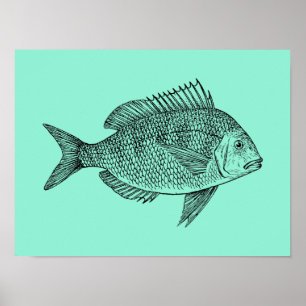 Poster Illustration de la science du poisson vintage