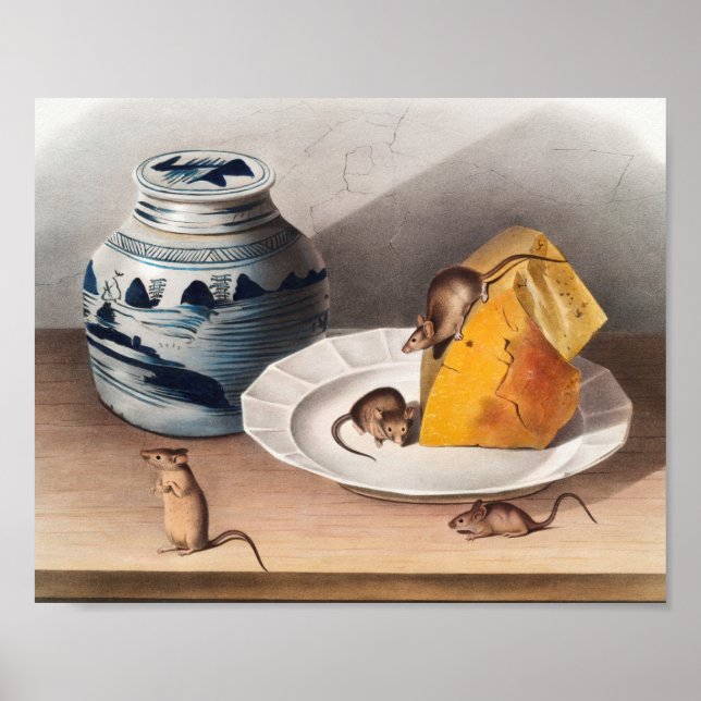 Poster Illustration de la souris (Mus-musculus) (Devant)