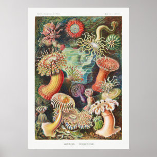 Poster Illustration de la vie marine vintage