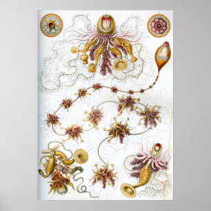 Poster Illustration de la vie marine vintage