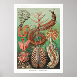 Poster Illustration de la vie marine vintage