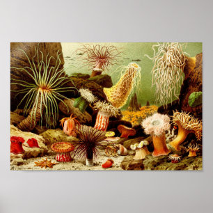 Poster Illustration de la vie marine vintage