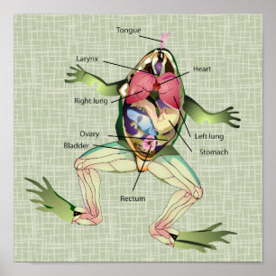 Poster Illustration de l'anatomie de la grenouille