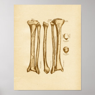 Poster Illustration de l'anatomie vintage Tibia Fibula Bo