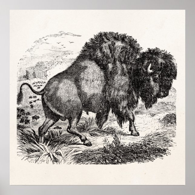 Poster Illustration de l'animal de bison vintage Buffalo  (Devant)