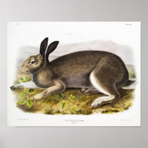 Poster Illustration de lapin