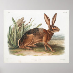 Poster Illustration de lapin