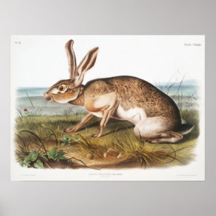 Poster Illustration de lapin