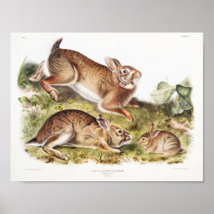 Poster Illustration de lapin