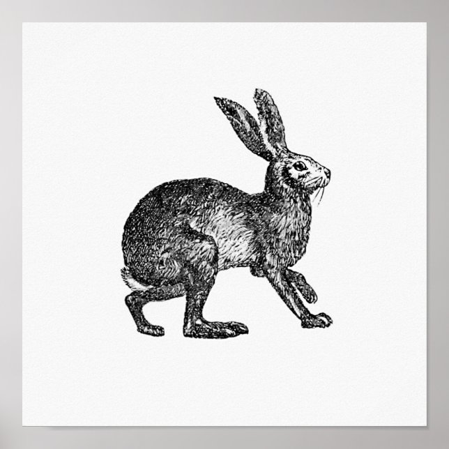 Poster Illustration de lapin vintage (Devant)