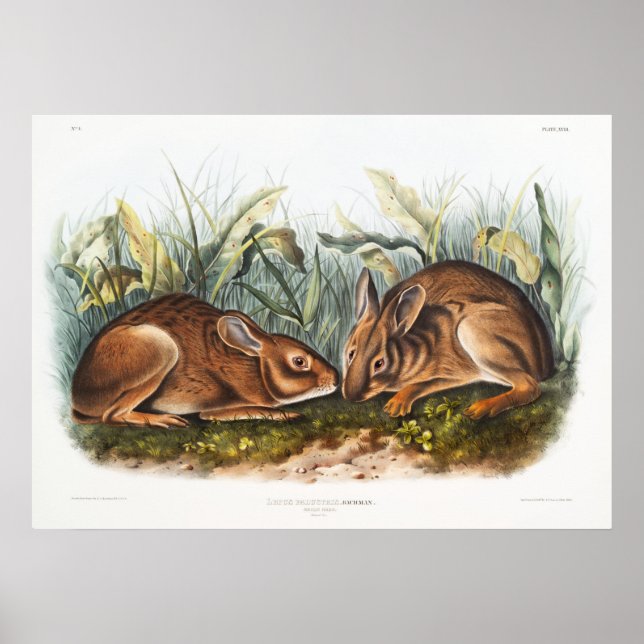 Poster Illustration de lapins (Devant)