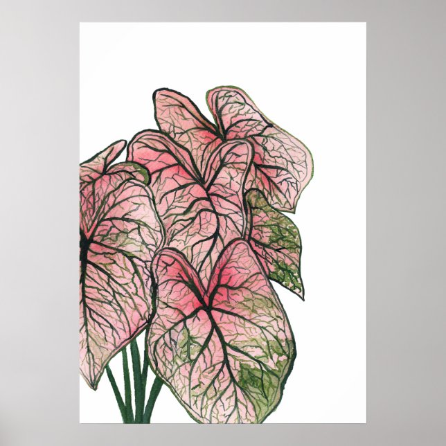 Poster Illustration de l'aquarelle rose Caladium (Devant)