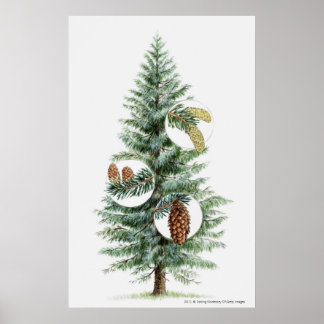Poster Illustration de l'arbre conifère avec cônes 2