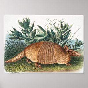 Poster Illustration de l'Armadillo (Dasypus Peba) à neuf 