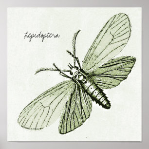 Poster Illustration de l'entomologie des papillons de nui