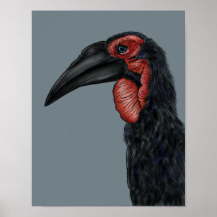 Poster Illustration de l'hornbill du Sud