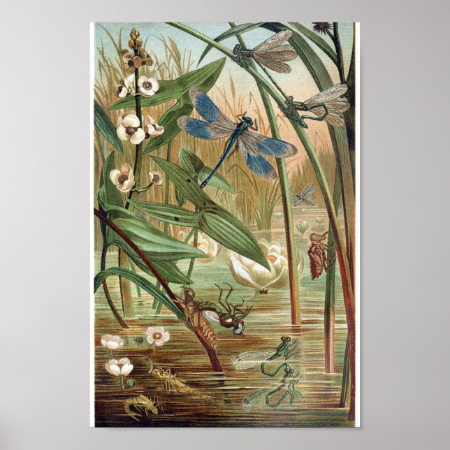 Poster Illustration de libellule vintage (Devant)