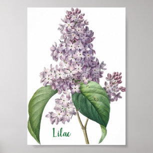 Poster Illustration de lilas à l'aquarelle lavande