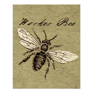 Poster Illustration de l'insecte abeille du travailleur