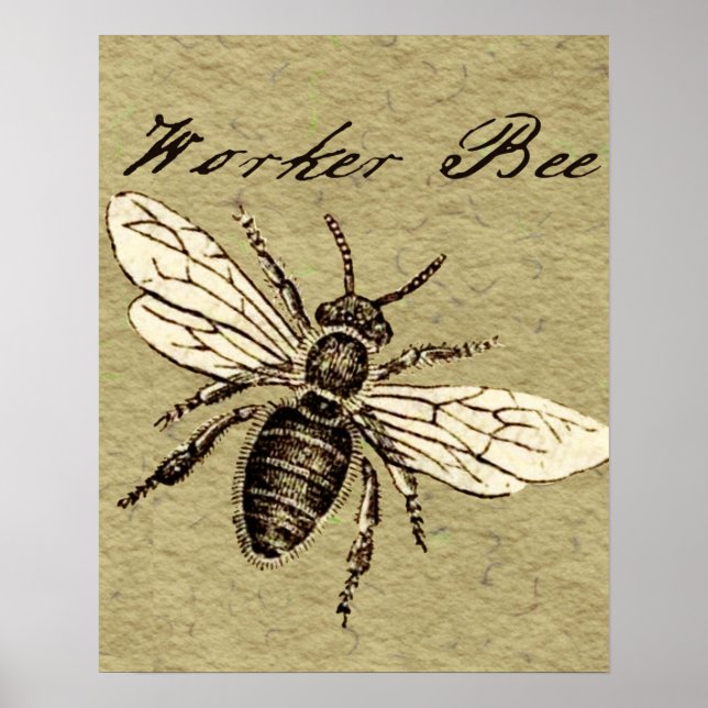 Poster Illustration de l'insecte abeille du travailleur (Devant)