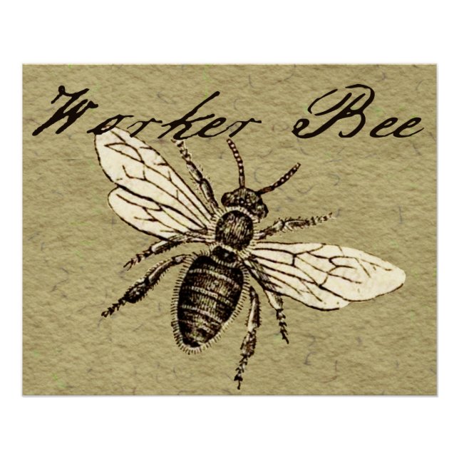 Poster Illustration de l'insecte d'abeille vintage (Devant)