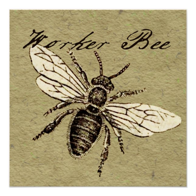 Poster Illustration de l'insecte d'abeille vintage (Devant)