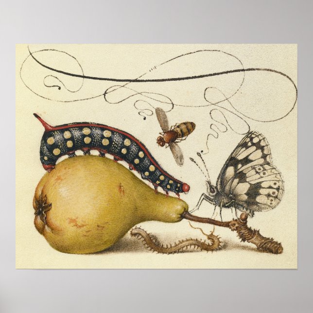 Poster Illustration de l'insecte du fruit du papillon (Devant)