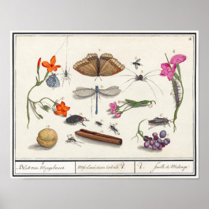 Poster Illustration de l'insecte Vintage