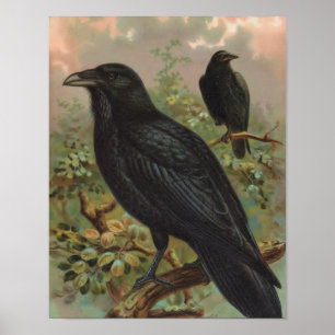 Poster Illustration de l'oiseau Vintage du Corbeau commun