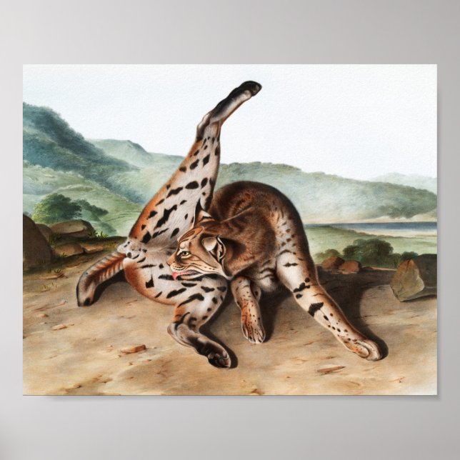 Poster Illustration de Lynx texane (Lynx rufus var macula (Devant)