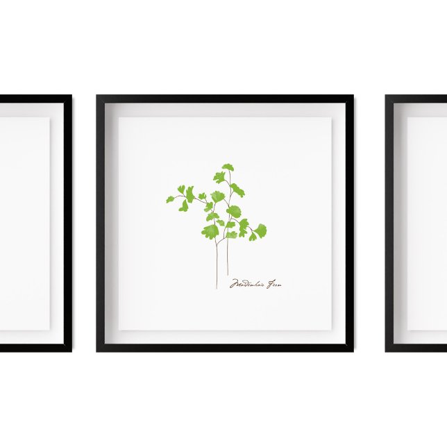 Poster Illustration de Maidenhair Fern | Série Fern (Créateur téléchargé)