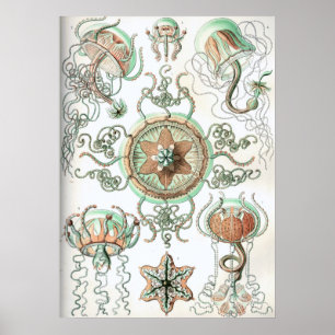 Poster Illustration de méduse vintage
