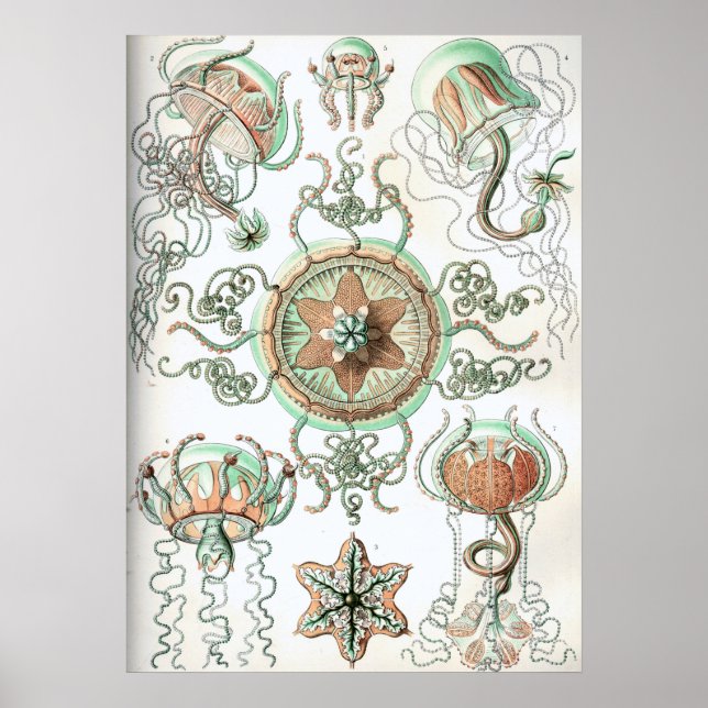 Poster Illustration de méduse vintage (Devant)