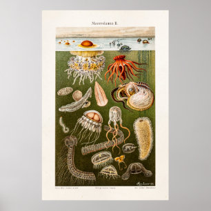 Poster Illustration de méduse vintage Poisson de gelée an