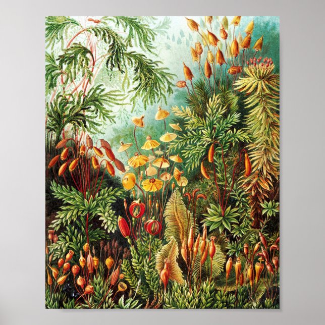 Poster Illustration de Muscinae par Ernst Haeckel (Devant)