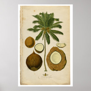 Poster Illustration de palmier à noix de coco vintage